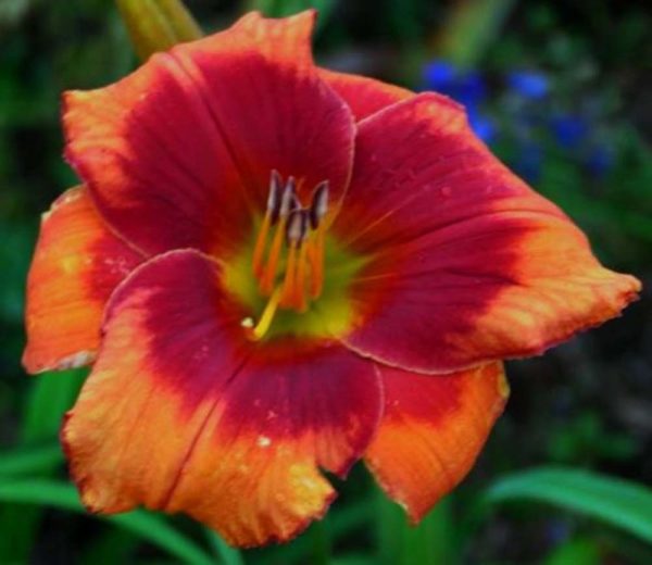 Hemerocallis / Taglilie 'Frank Smith'