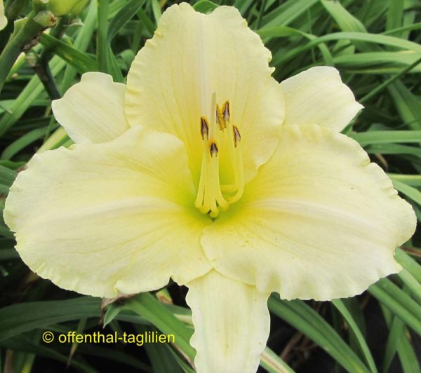 Hemerocallis / Taglilie 'Frost Giant'