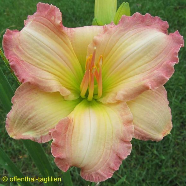 Hemerocallis / Taglilie 'Frosted Vintage Ruffles'