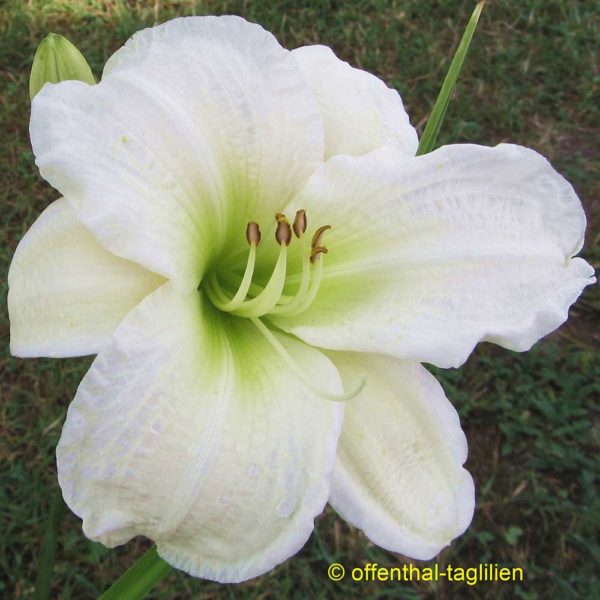 Hemerocallis / Taglilie 'Gentle Shepherd'