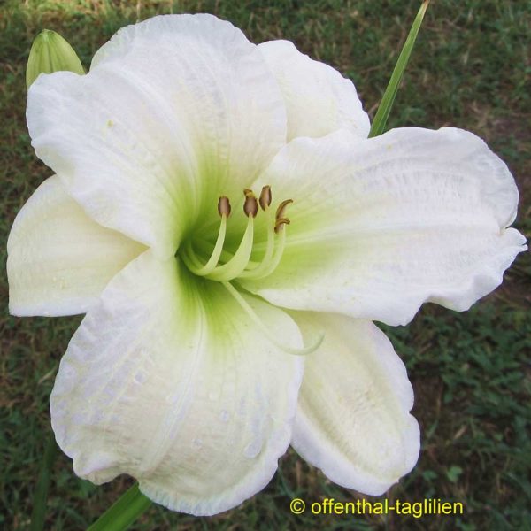 Hemerocallis / Taglilie 'Gentle Shepherd'