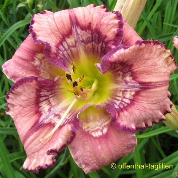 Hemerocallis / Taglilie 'Get Jiggy'