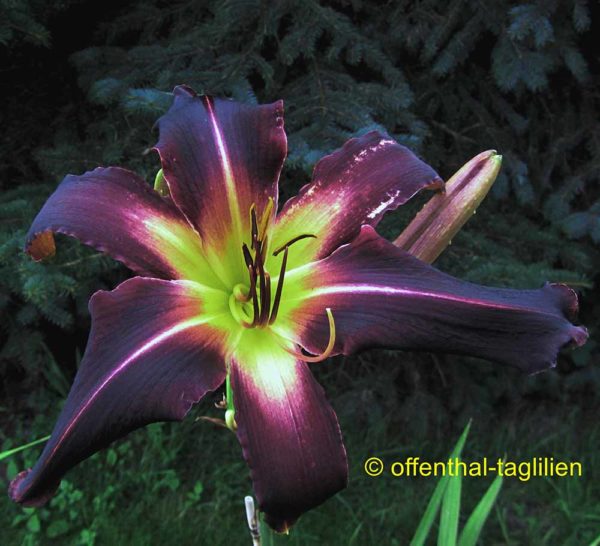 Hemerocallis / Taglilie 'Getting Airborne'