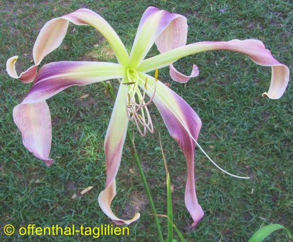 Hemerocallis / Taglilie 'Giant Teratorn'