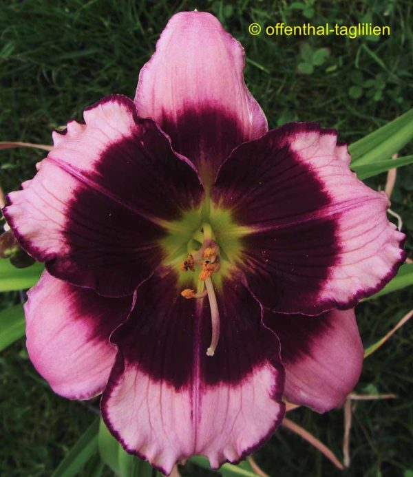 Hemerocallis / Taglilie 'Gillian'