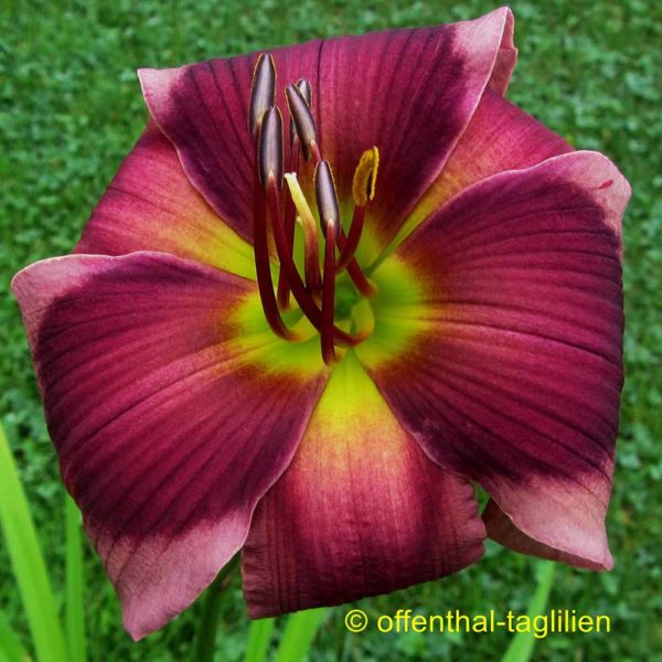 Hemerocallis / Taglilie 'Gitti'