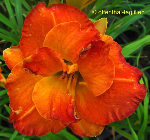 Hemerocallis / Taglilie 'Glorious Autumn'