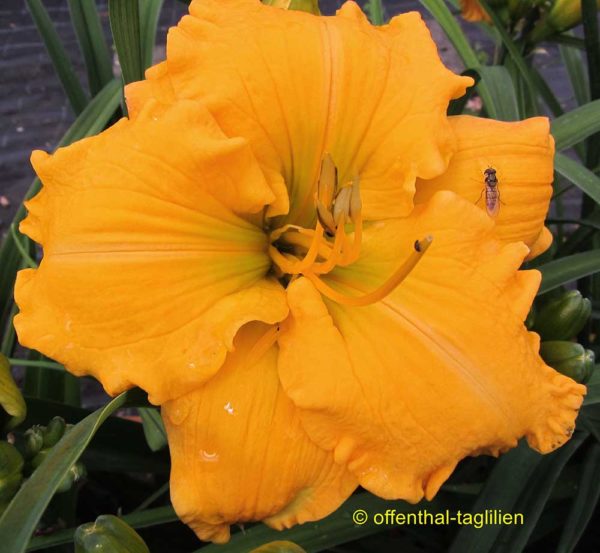 Hemerocallis / Taglilie 'Glow And Show'