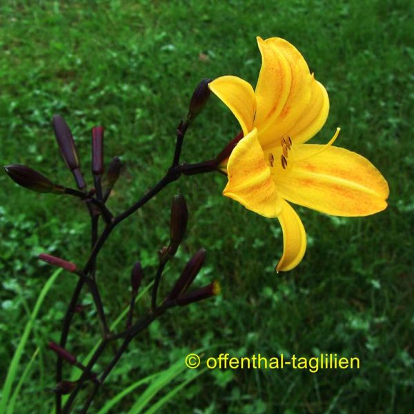 Hemerocallis / Taglilie 'Golden Chimes'