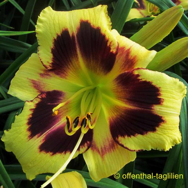 Hemerocallis / Taglilie 'Golden Compass'