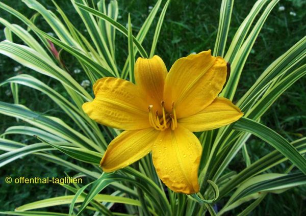 Hemerocallis / Taglilie 'Golden Zebra'