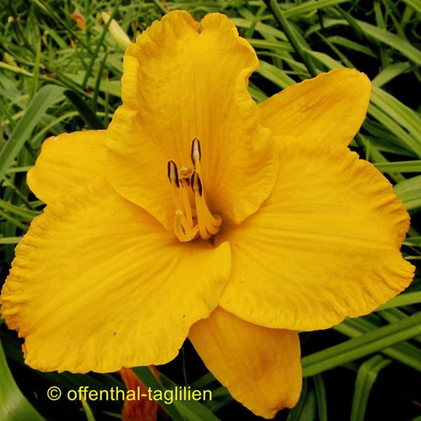 Hemerocallis / Taglilie 'Goolagong'