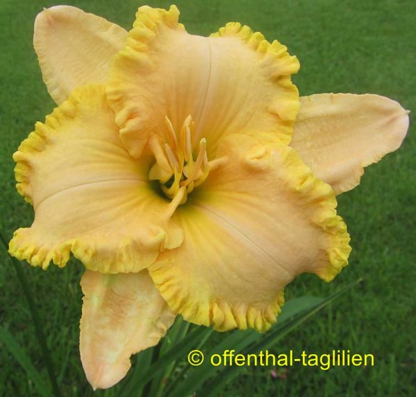 Hemerocallis / Taglilie 'Grace Sämling 11896'