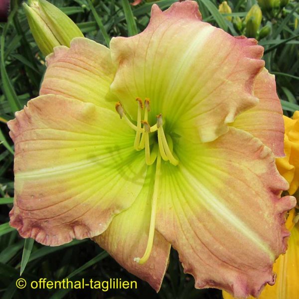 Hemerocallis / Taglilie 'Greek Effect'