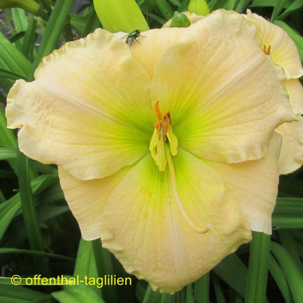 Hemerocallis / Taglilie 'Green Gage'