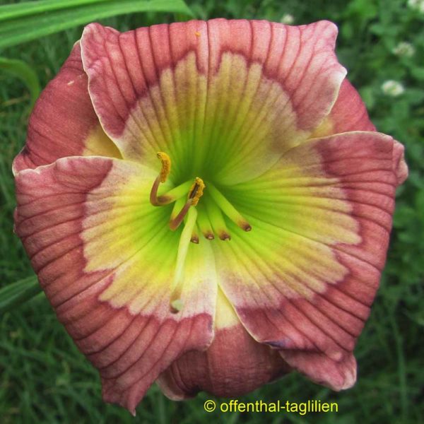 Hemerocallis / Taglilie 'Green Treat'