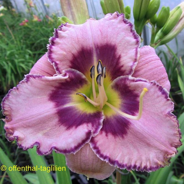 Hemerocallis / Taglilie 'Griff'