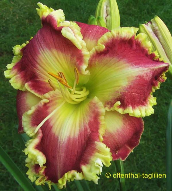 Hemerocallis / Taglilie 'Harold Steen'