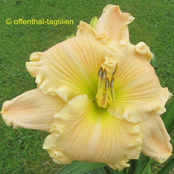 Hemerocallis / Taglilie 'Have A Cigar'