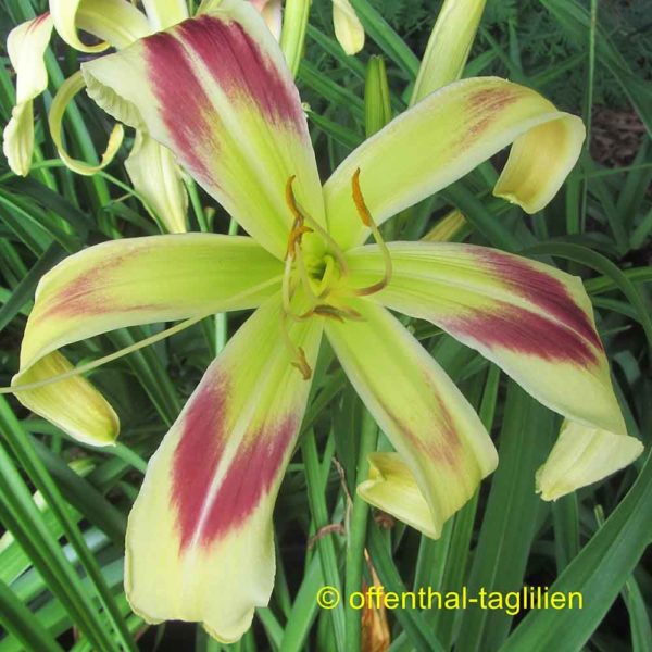 Hemerocallis / Taglilie 'Hawkman'