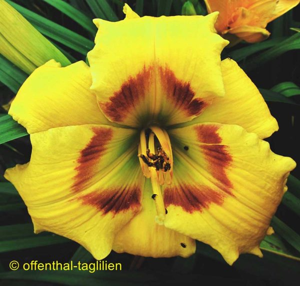 Hemerocallis / Taglilie 'Hazel'