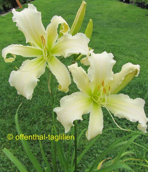 Hemerocallis / Taglilie 'Heavenly Angel Ice'