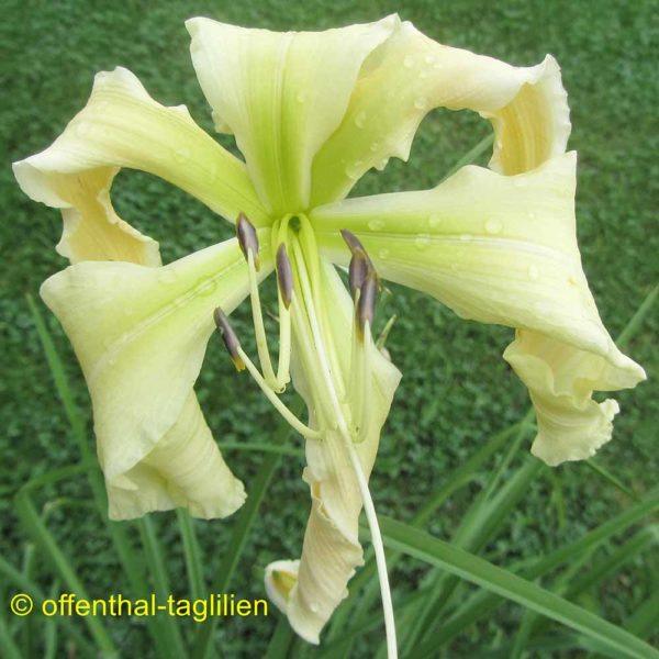 Hemerocallis / Taglilie 'Heavenly Curls'