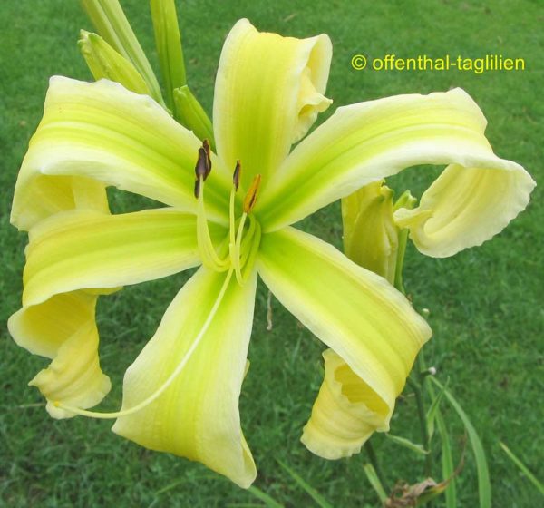 Hemerocallis / Taglilie 'Heavenly Flight Of Angels'