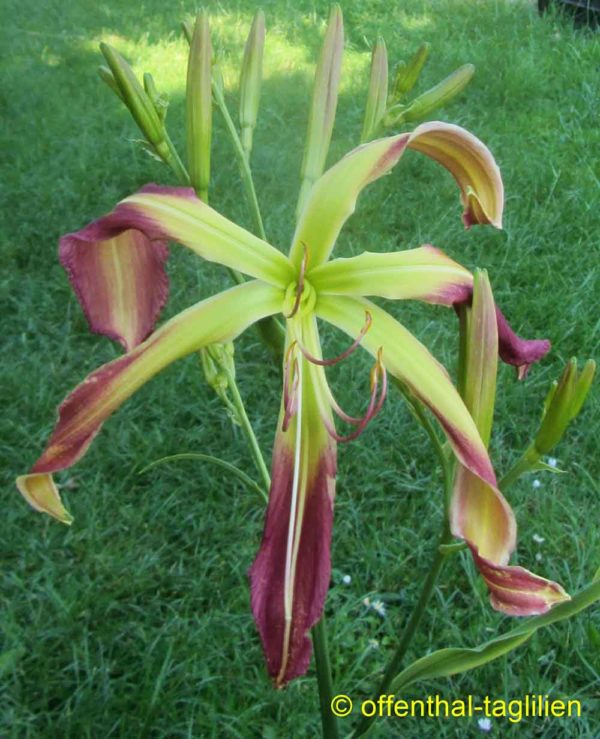 Hemerocallis / Taglilie 'Heavenly Mr. Twister'