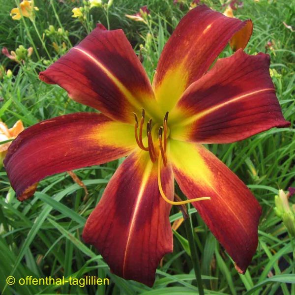 Hemerocallis / Taglilie 'Heavenly Starfire'