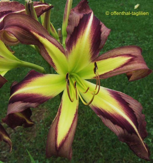 Hemerocallis / Taglilie 'Heavenly Whirly Bird'