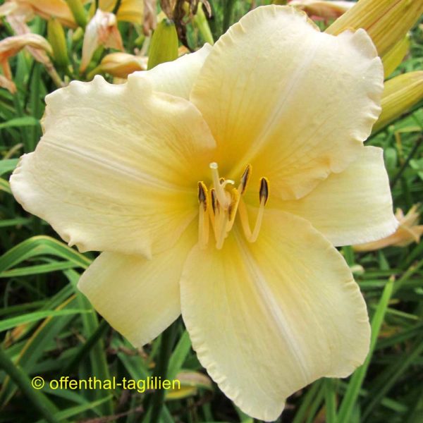 Hemerocallis / Taglilie 'Helle Berlinerin'