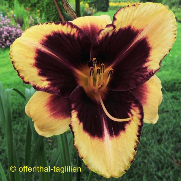 Hemerocallis / Taglilie 'Her Marvelous Eyes'