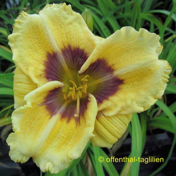 Hemerocallis / Taglilie 'Here Today'