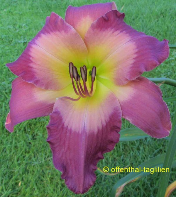 Hemerocallis / Taglilie 'High Watermark'