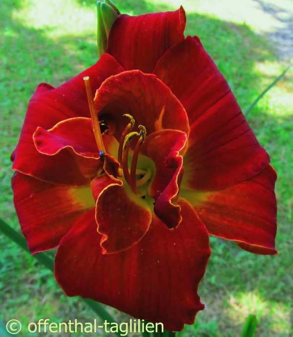 Hemerocallis / Taglilie 'Highland Lord'