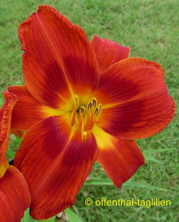 Hemerocallis / Taglilie 'Holiday Delight'