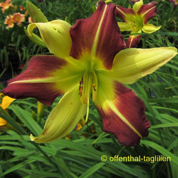 Hemerocallis / Taglilie 'Howdy'