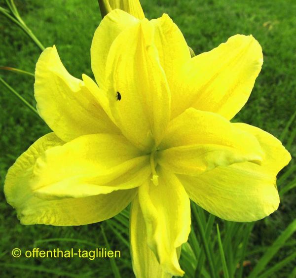 Hemerocallis / Taglilie 'Hummer'