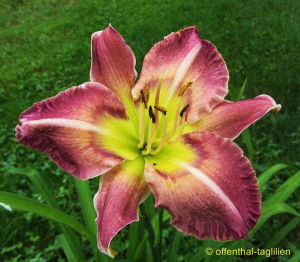 Hemerocallis / Taglilie 'Hunker Dawn'