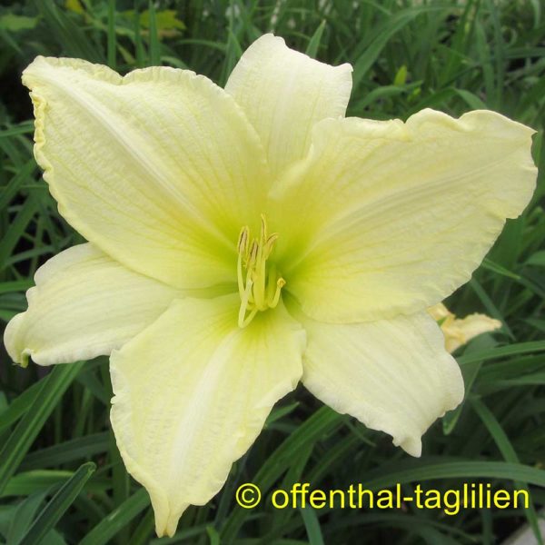 Hemerocallis / Taglilie 'Ice Carnival'