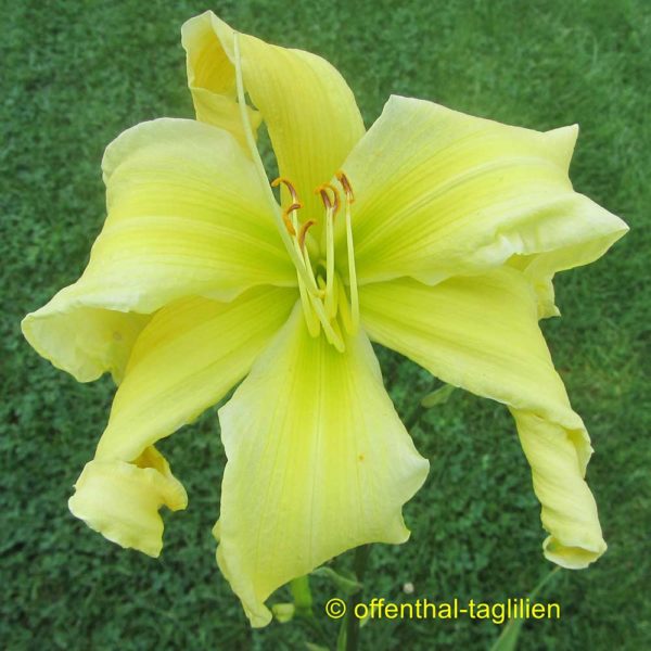 Hemerocallis / Taglilie 'Ice Quake'