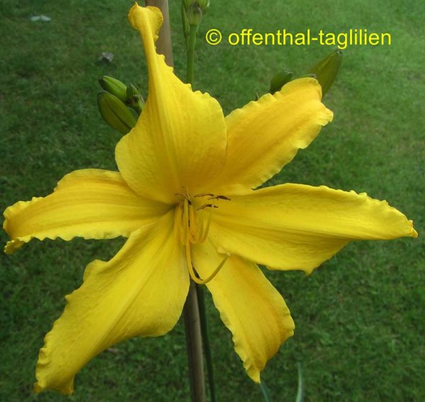 Hemerocallis / Taglilie 'In The Clouds'