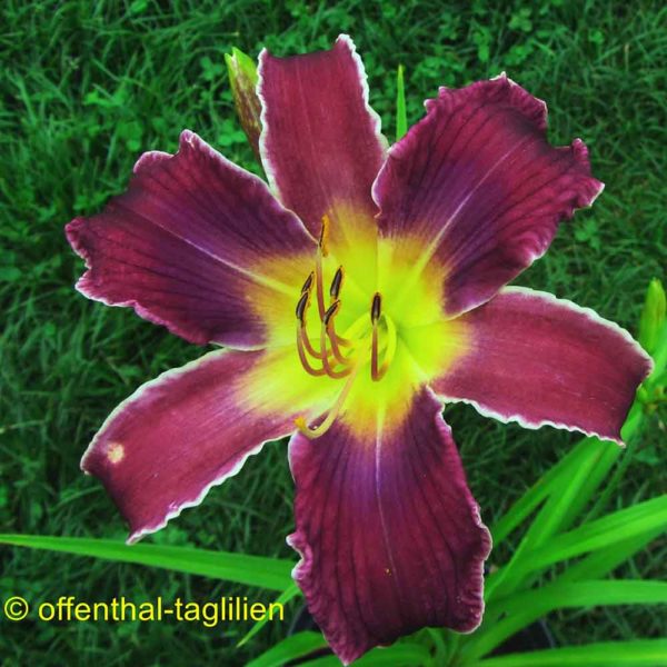 Hemerocallis / Taglilie 'Increased Complexity'