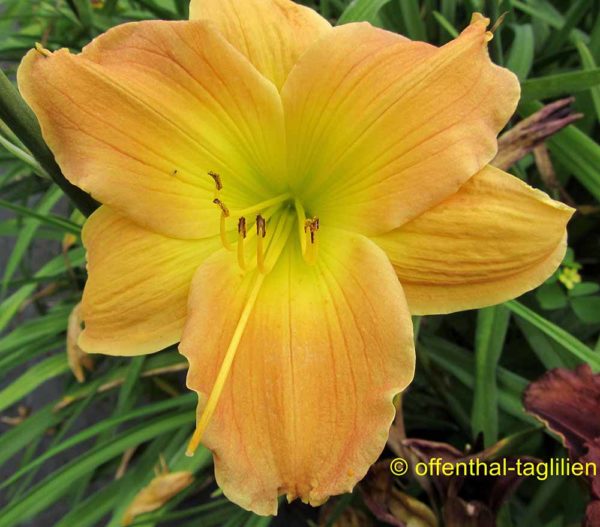 Hemerocallis / Taglilie 'Indian Mocasins'