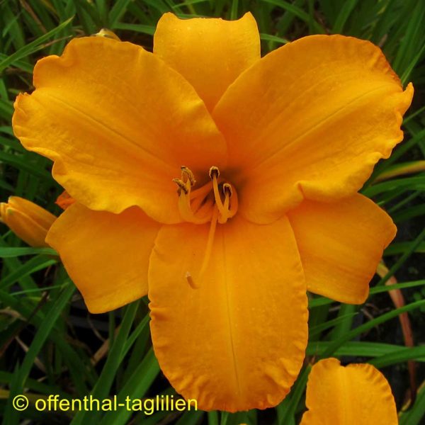 Hemerocallis / Taglilie 'Intense Orange Gold'