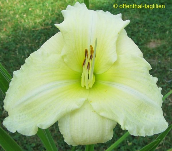Hemerocallis / Taglilie 'Iron Gate Glacier'