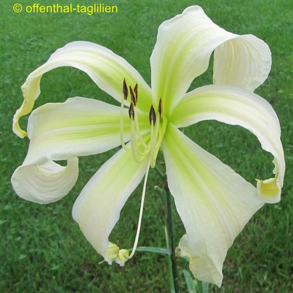 Hemerocallis / Taglilie 'Isabelle Rose'