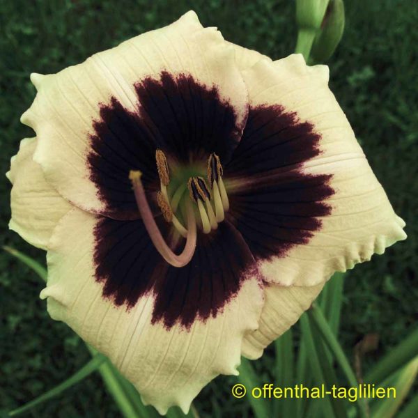 Hemerocallis / Taglilie 'Island Hopping'