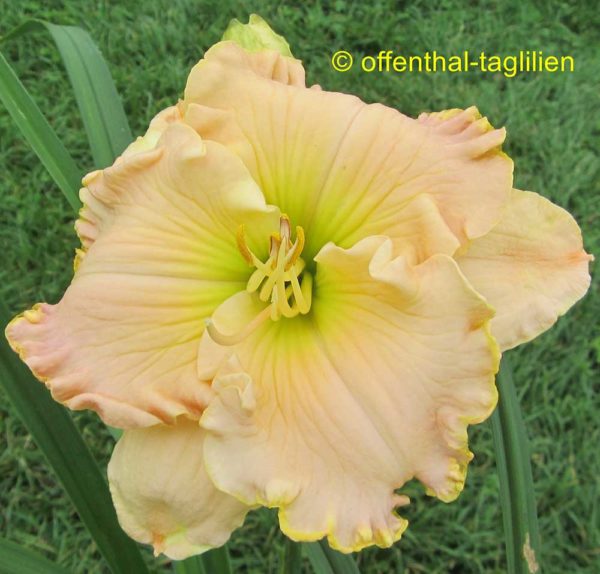 Hemerocallis / Taglilie 'Italian Cameo'